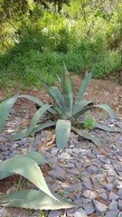 Agave salmiana crassispina