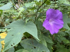 Ipomoea silvicola