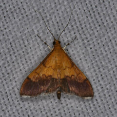 Pyrausta bicoloralis