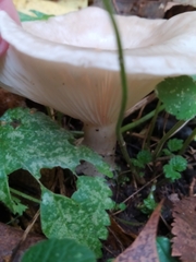 Lactarius glyciosmus