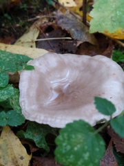 Lactarius glyciosmus
