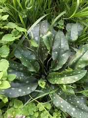 Pulmonaria