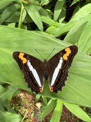 Adelpha pithys