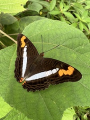 Adelpha pithys