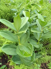 Veratrum
