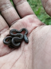 Lycodonomorphus rufulus