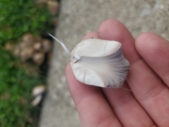 Coprinopsis atramentaria