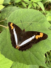 Adelpha pithys