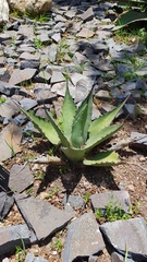 Agave salmiana crassispina