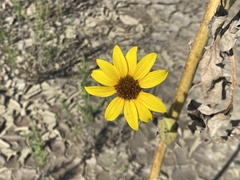 Helianthus