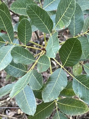 Pistacia terebinthus