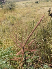Amaranthus fimbriatus