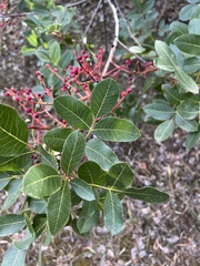 Pistacia terebinthus