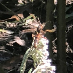 Polistes rubiginosus