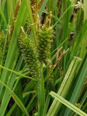 Carex