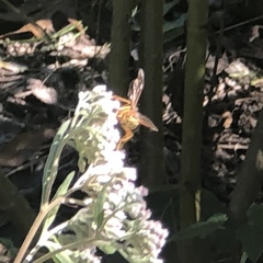 Polistes rubiginosus