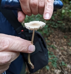 Mycena polygramma