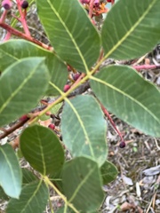 Pistacia terebinthus