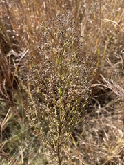 Solidago speciosa