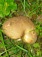 Scleroderma verrucosum