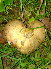 Scleroderma verrucosum