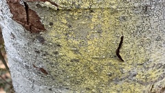 Chrysothrix xanthina