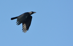 Corvus splendens