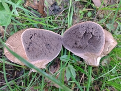Scleroderma verrucosum