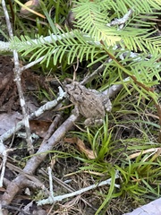 Anaxyrus fowleri