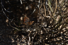 Euphydryas chalcedona corralensis