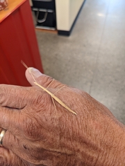 Parabacillus hesperus