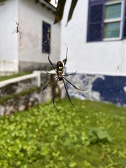 Trichonephila fenestrata