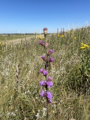 Liatris aspera