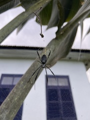 Trichonephila fenestrata