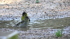 Spinus barbatus