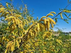 Prosopis