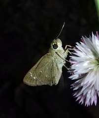 Borbo cinnara