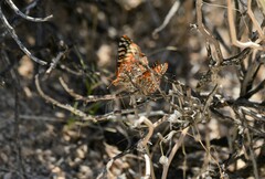 Euphydryas chalcedona corralensis