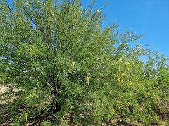 Prosopis