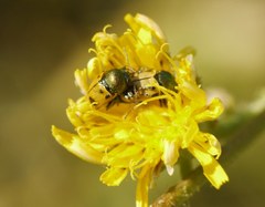 Cryptocephalus laetus