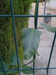 Araujia sericifera
