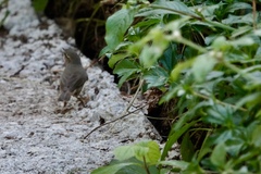 Phylloscopus fuscatus