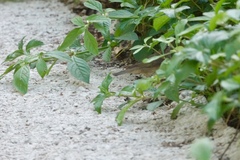 Phylloscopus fuscatus