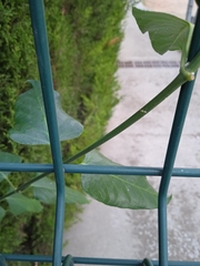 Araujia sericifera
