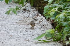 Phylloscopus fuscatus