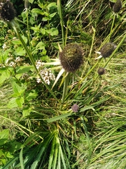 Eryngium proteiflorum