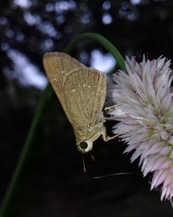 Borbo cinnara