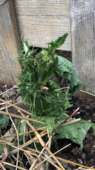 Sonchus asper