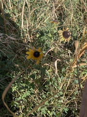 Helianthus pauciflorus