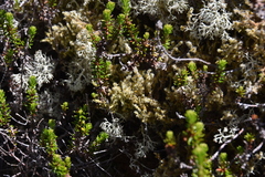 Racomitrium